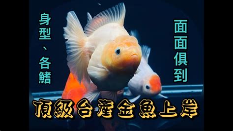 灃興金魚|【灃興金魚】超美金魚要上岸見客囉 